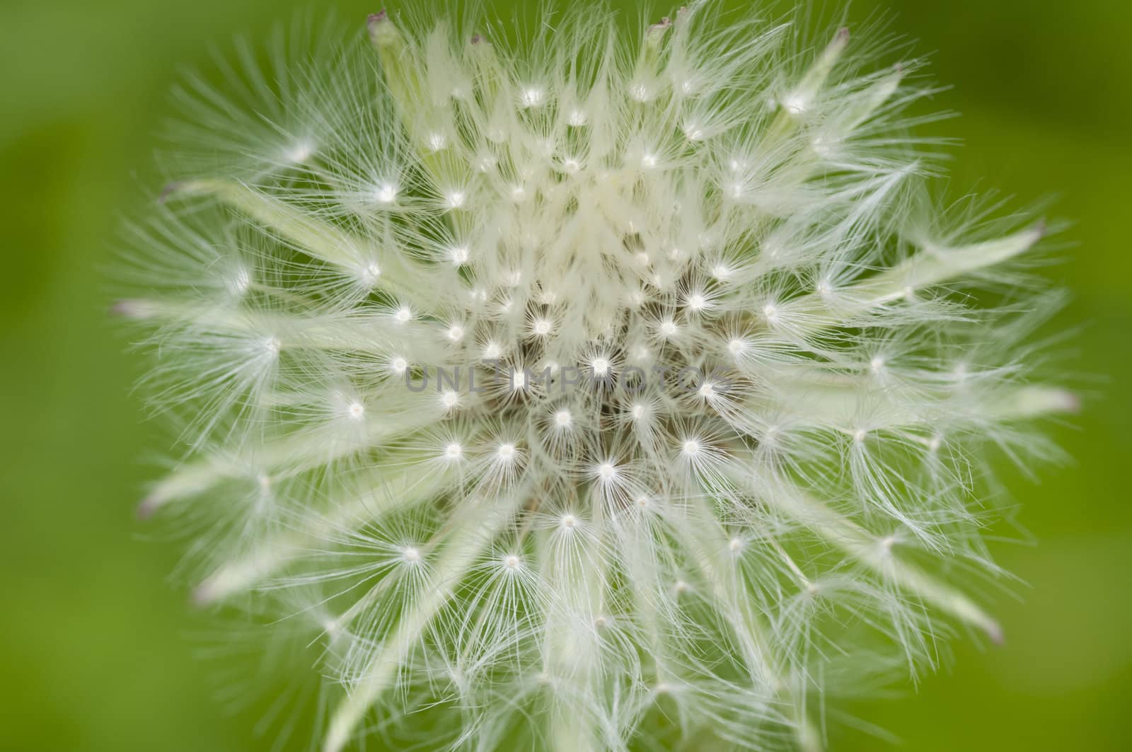 Dandelion fluffy seeds close up