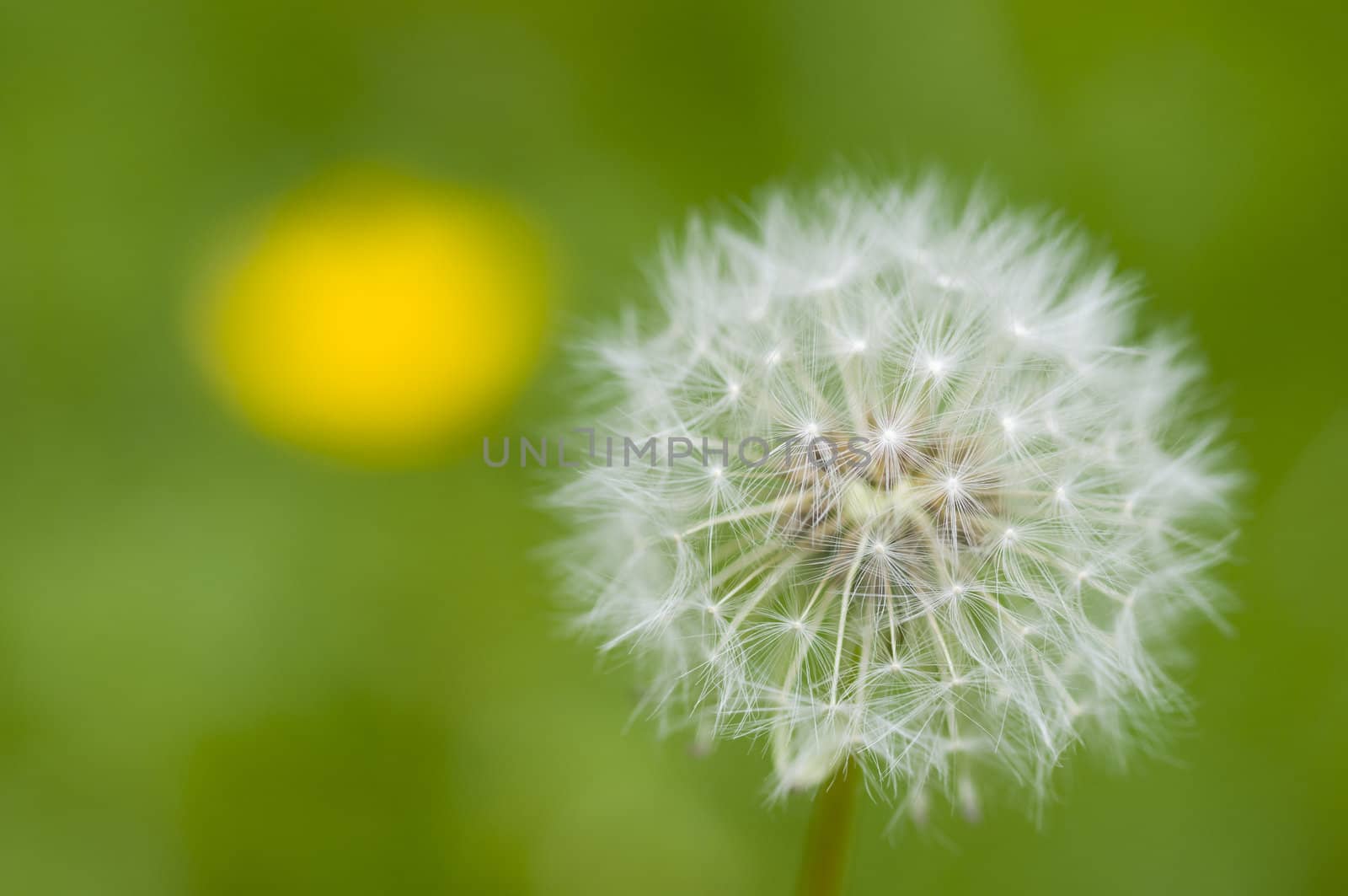 Dandelion fluffy seeds close up