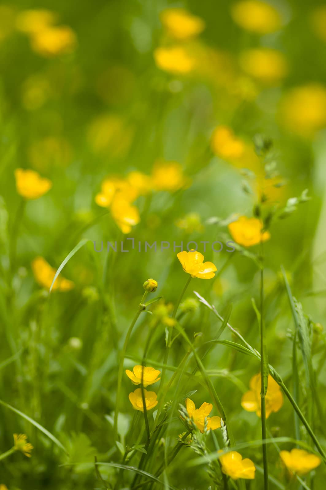 Yellow flowers among green blades of grass