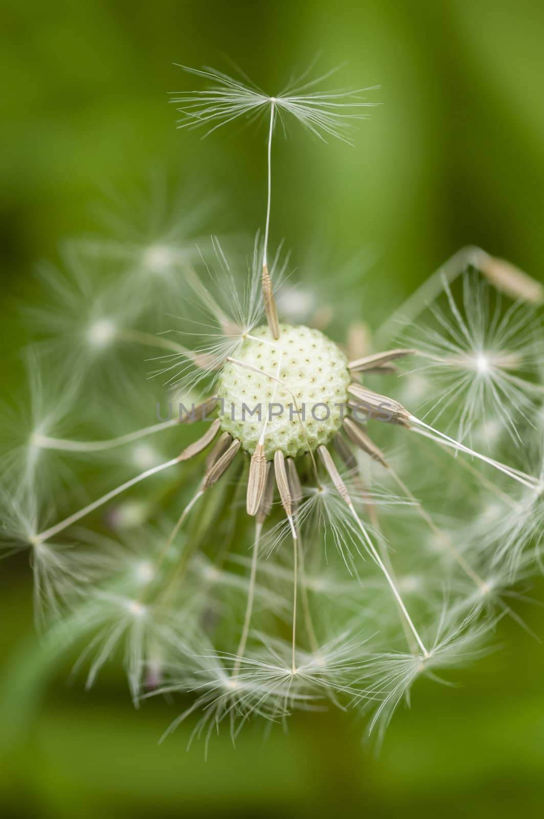 Dandelion fluffy seeds close up