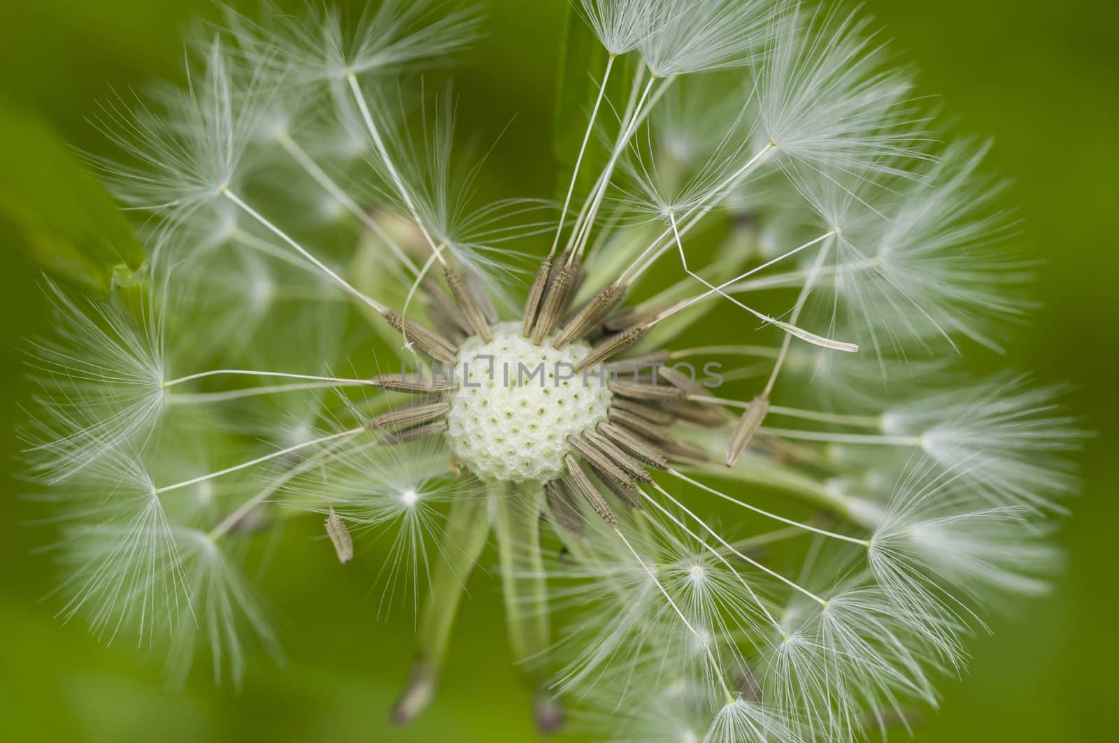 Dandelion fluffy seeds close up