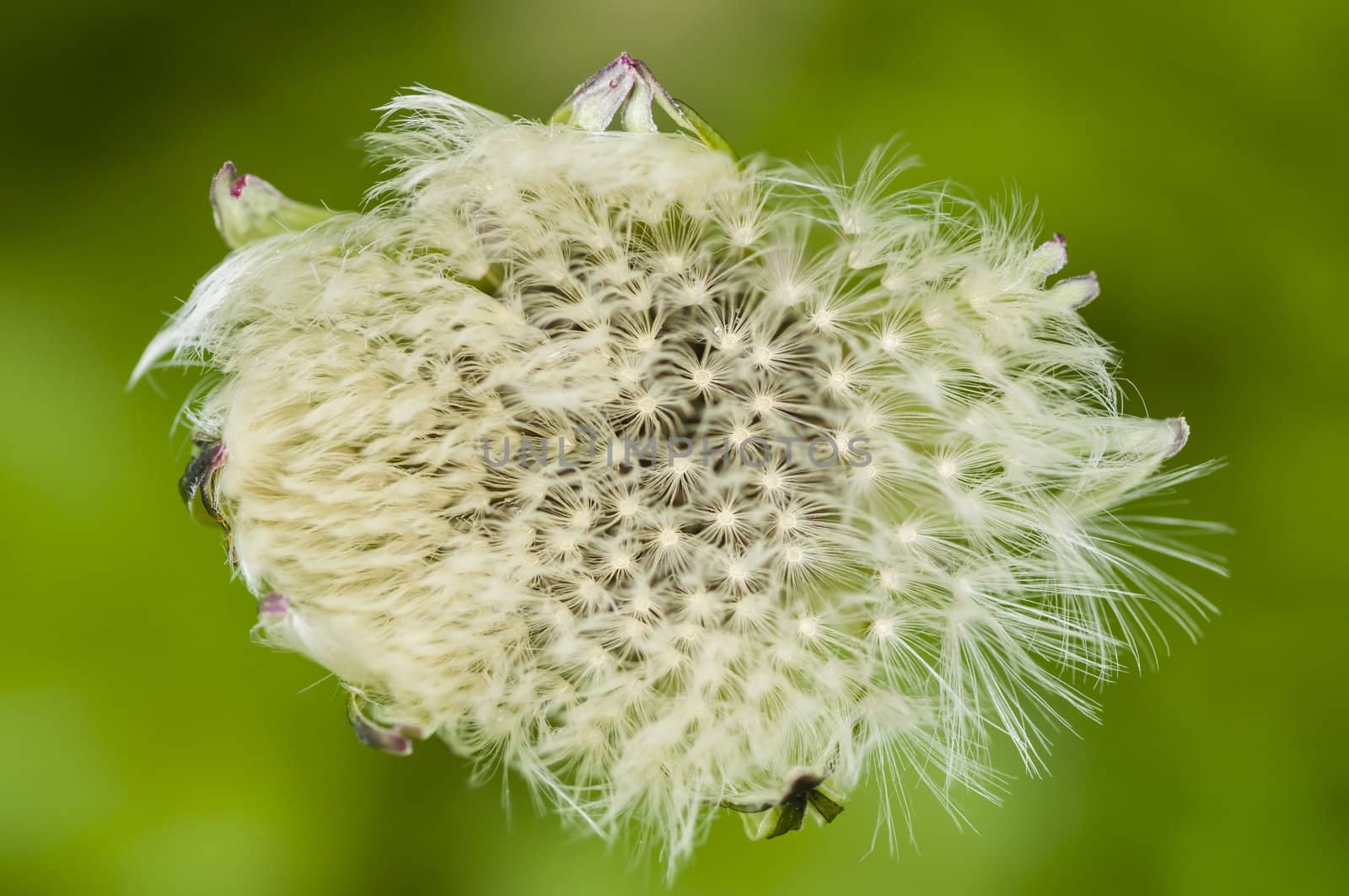 Dandelion fluffy seeds close up