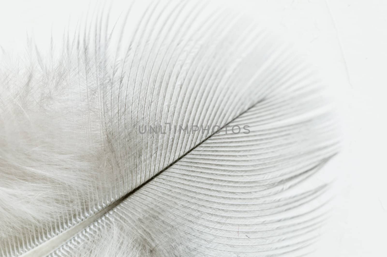 Detail of a white feather