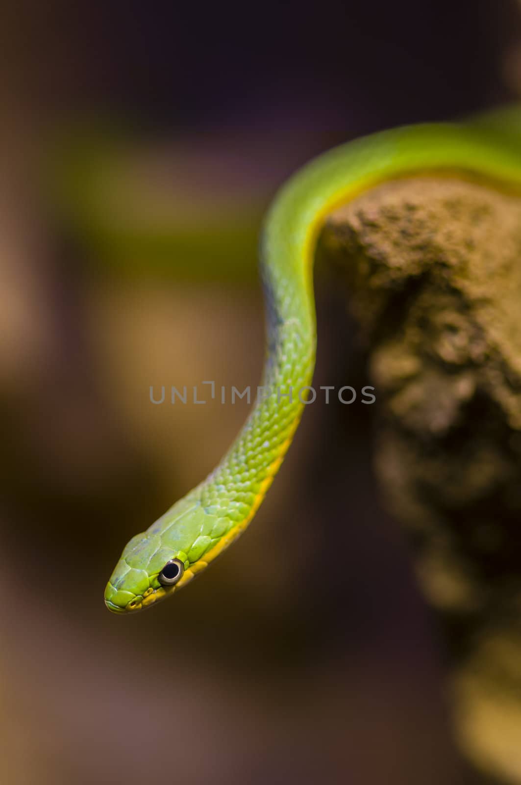 Green snake hanging from a rock