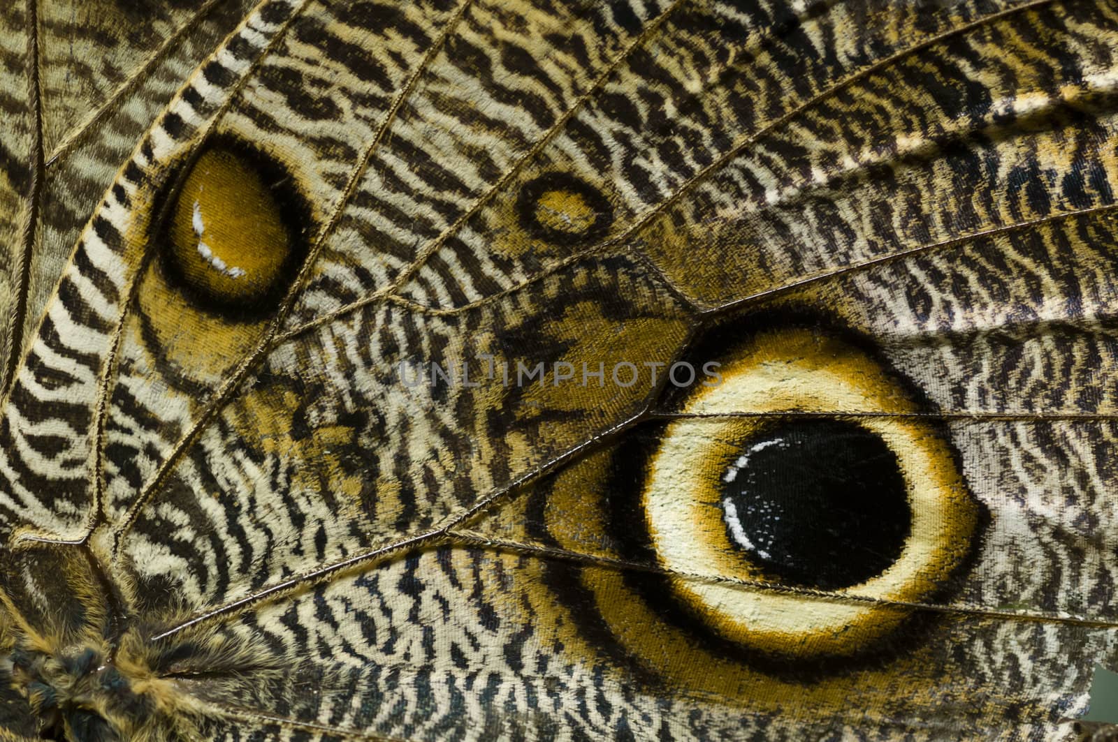 Detail of tropical butterfly wing