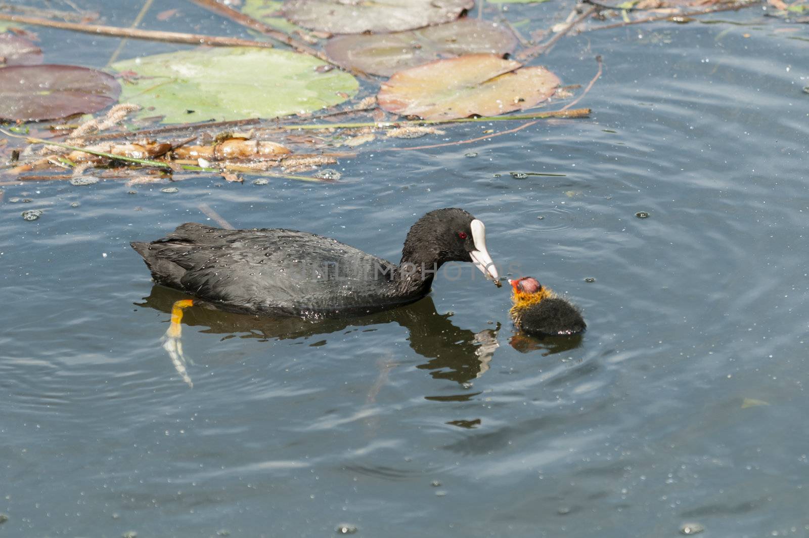 Adult coot feeding its chick