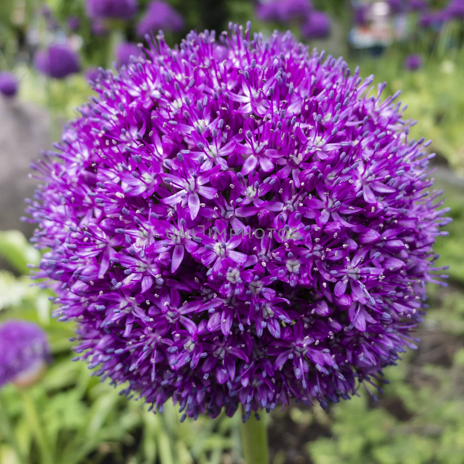 Ornamental allium flower close up