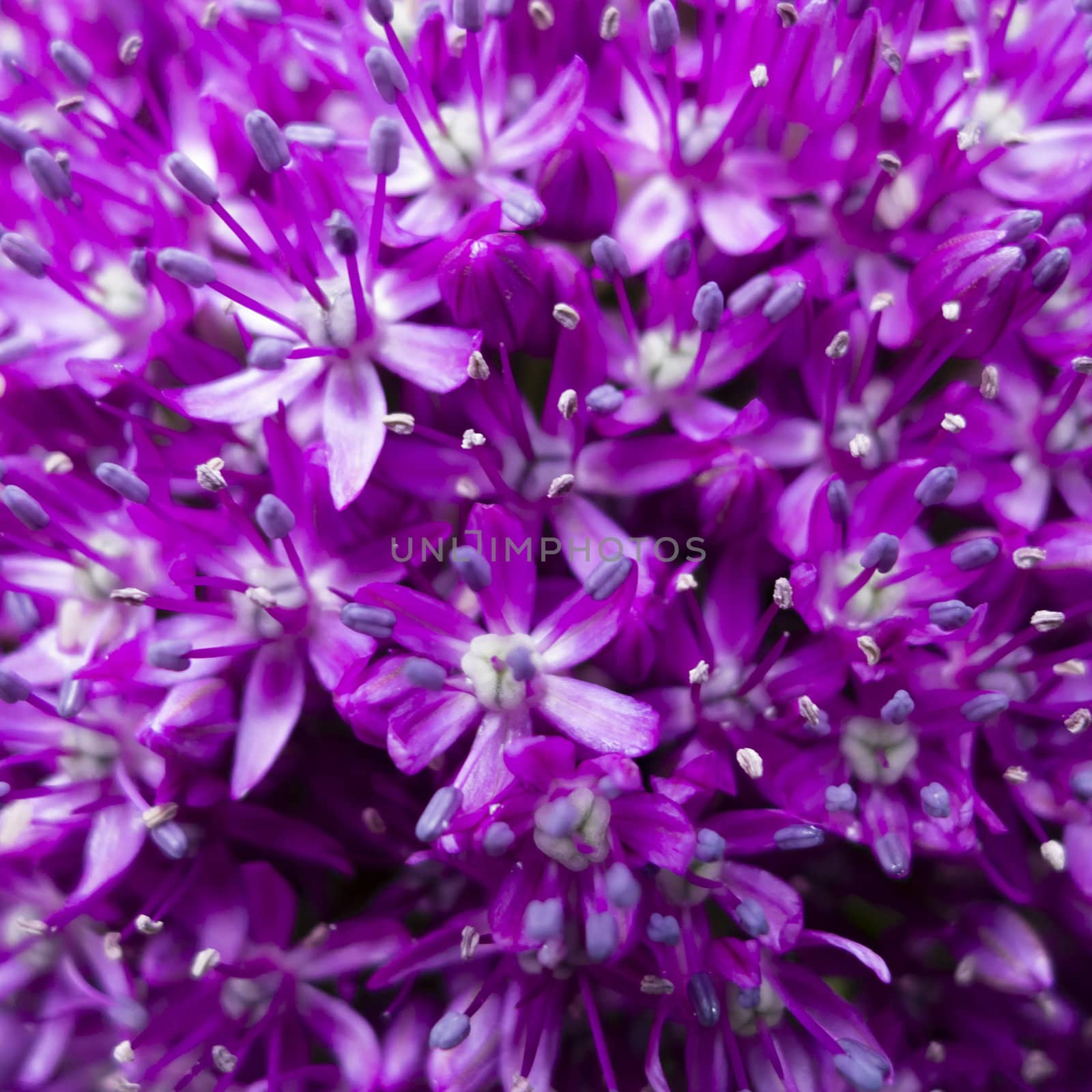 Ornamental allium flower close up