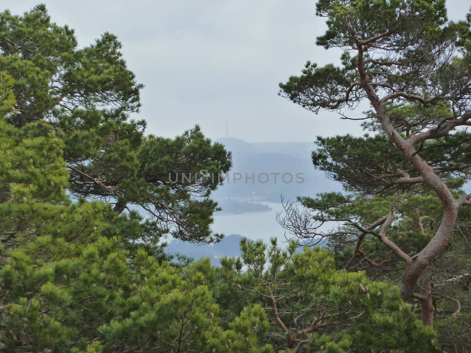 conifer forest with fjord in background by gewoldi