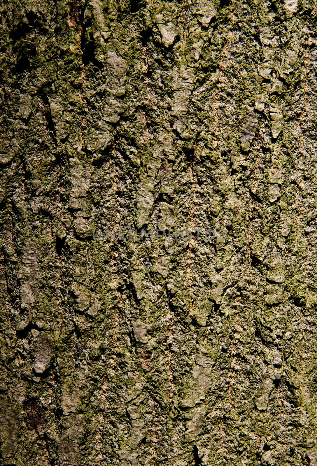 closeup shot of the bark of a tree