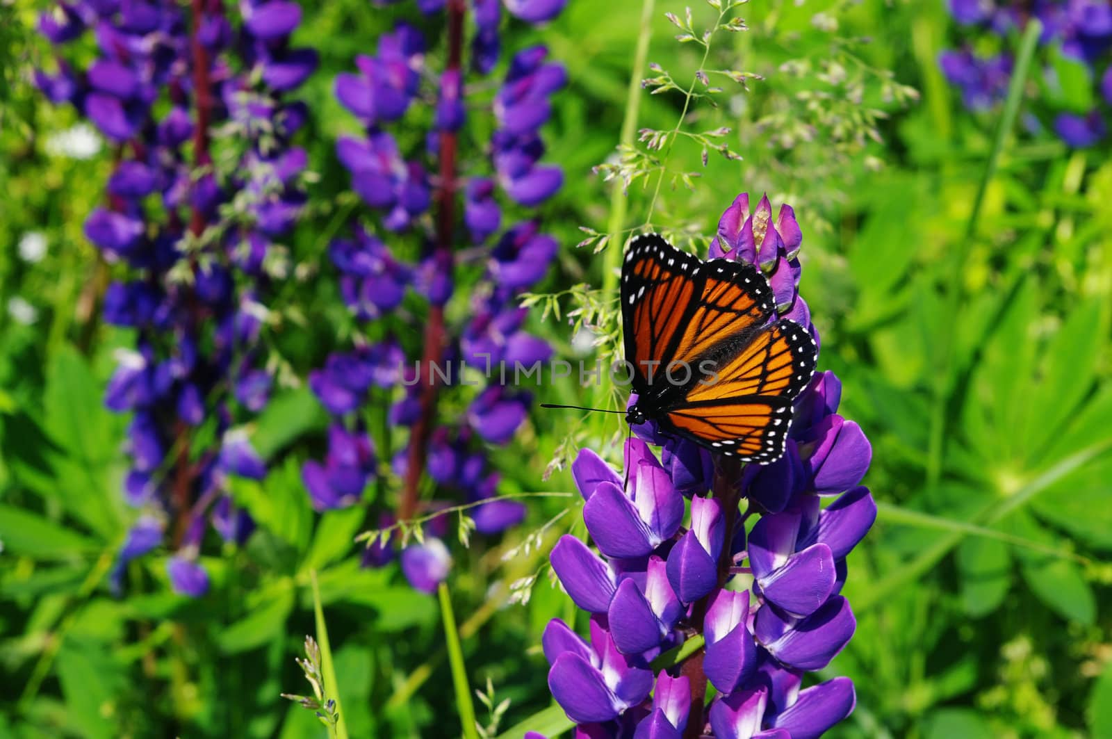 Butterfly on Lupin by edcorey