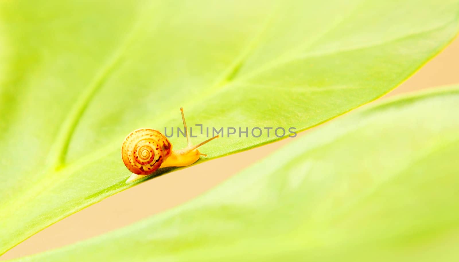 Little snail by Anna_Omelchenko
