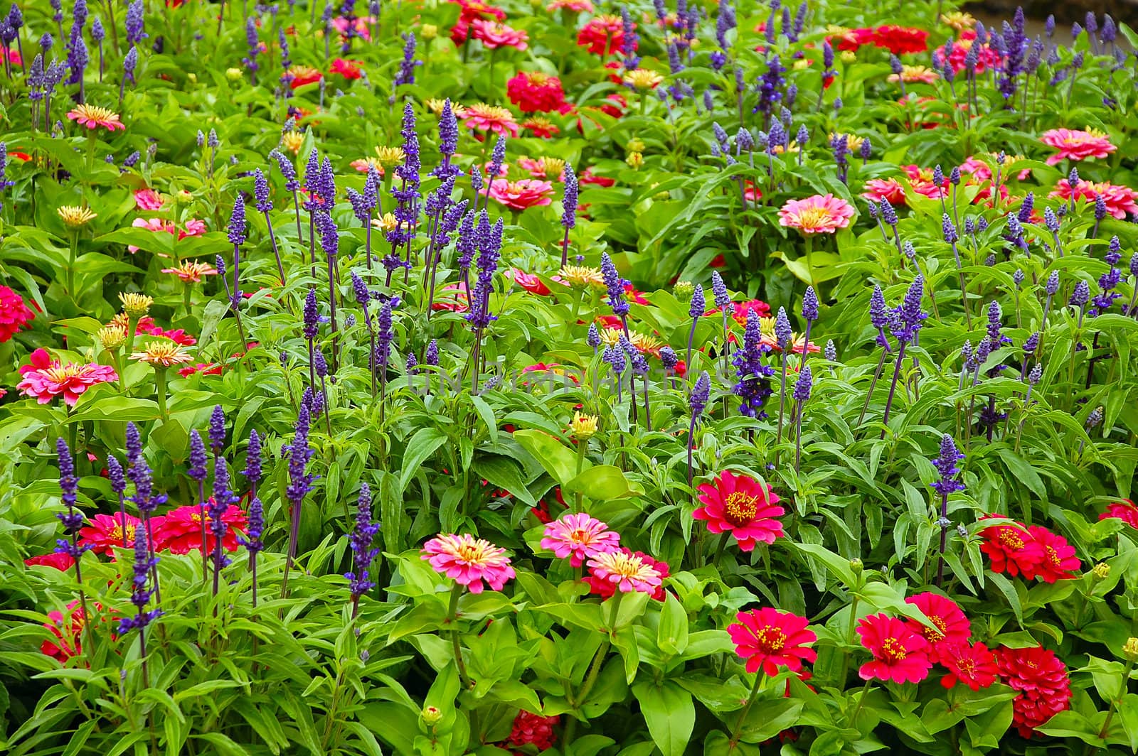 Colorful english country garden in the spring