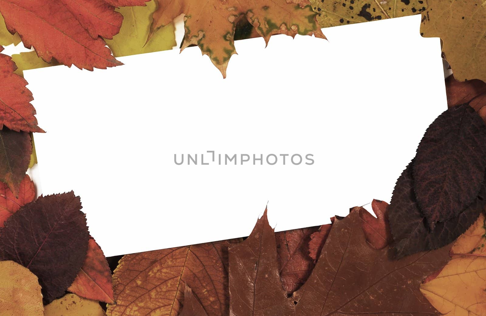abstract blank card in frame of colorful autumn leaves
