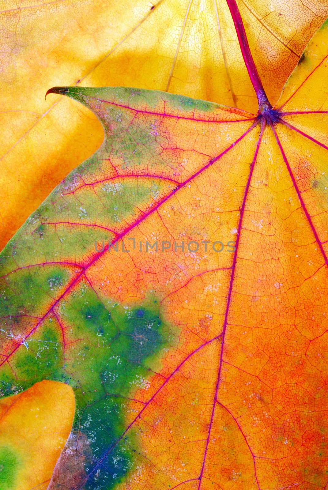 abstract colorful maple autumn leaf texture closeup