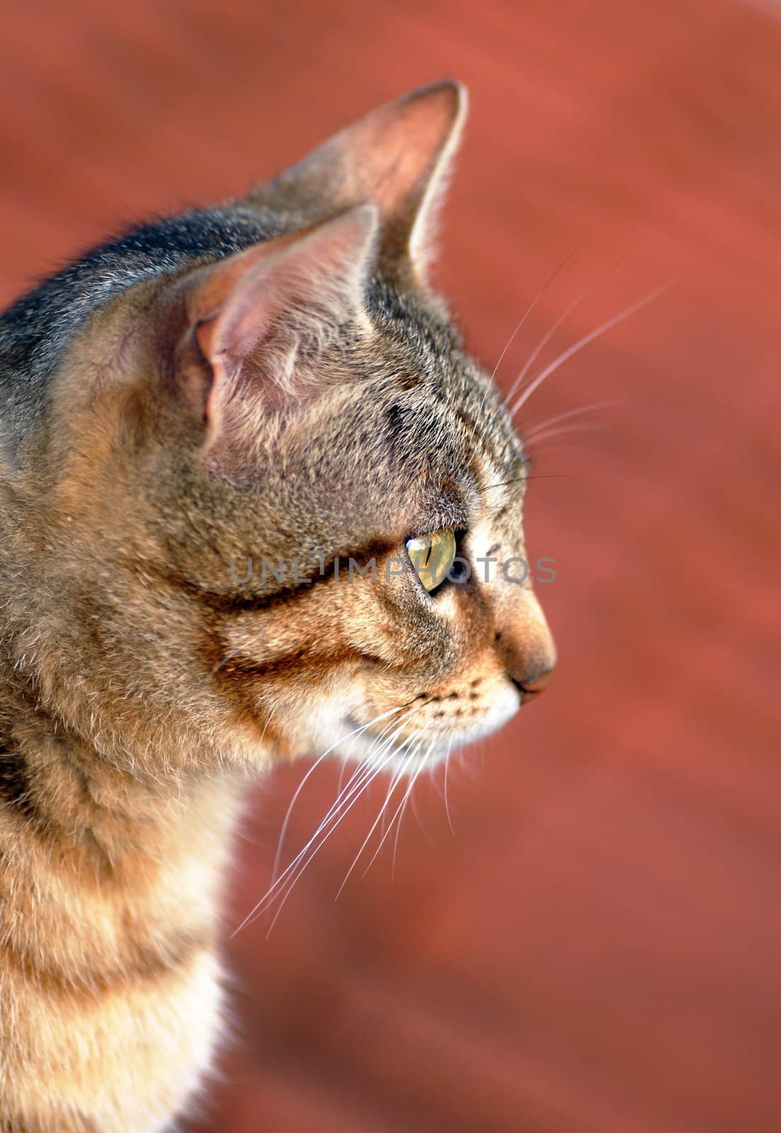 mixed-breed young cat portrait outdoors side view
