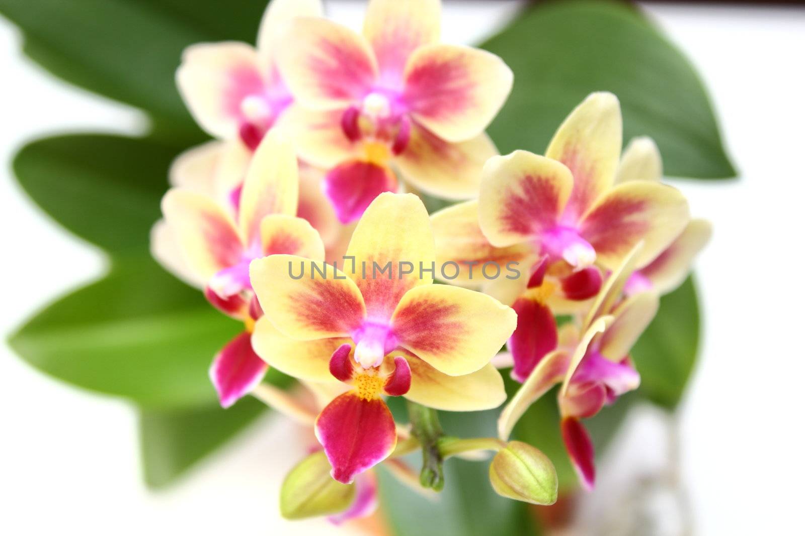Cymbidium- pink and yellow beautiful orchid