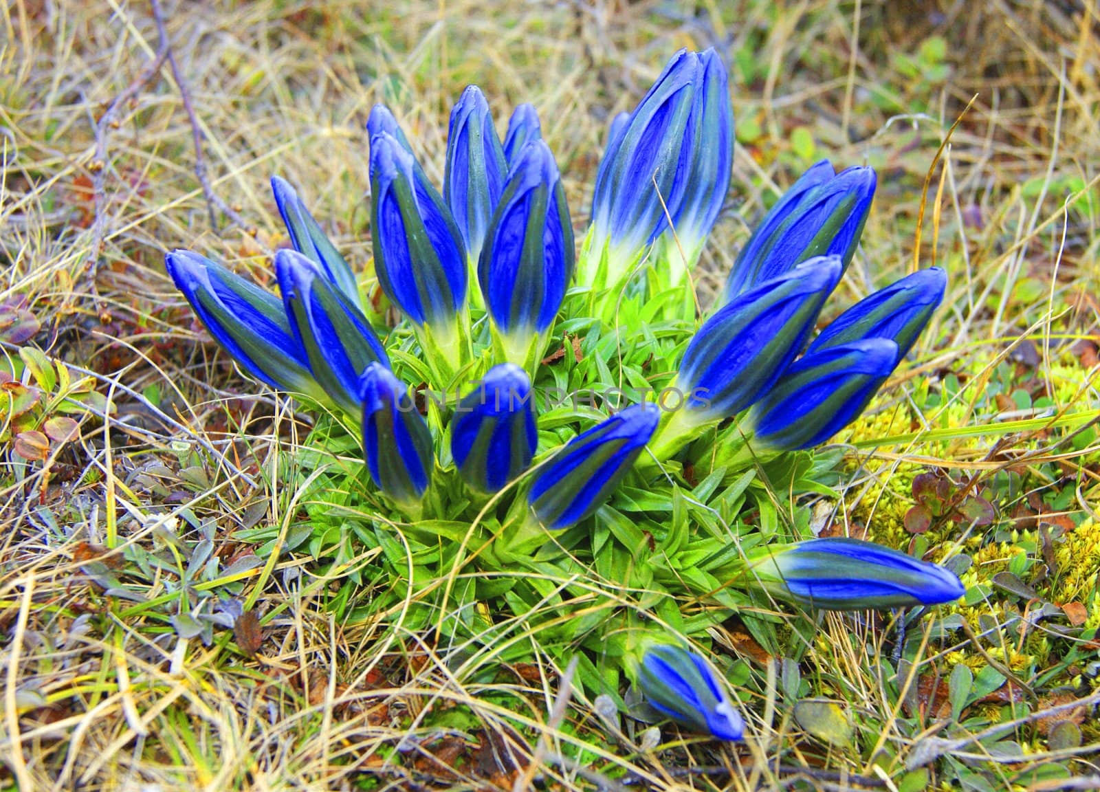 Spring blue flowerses