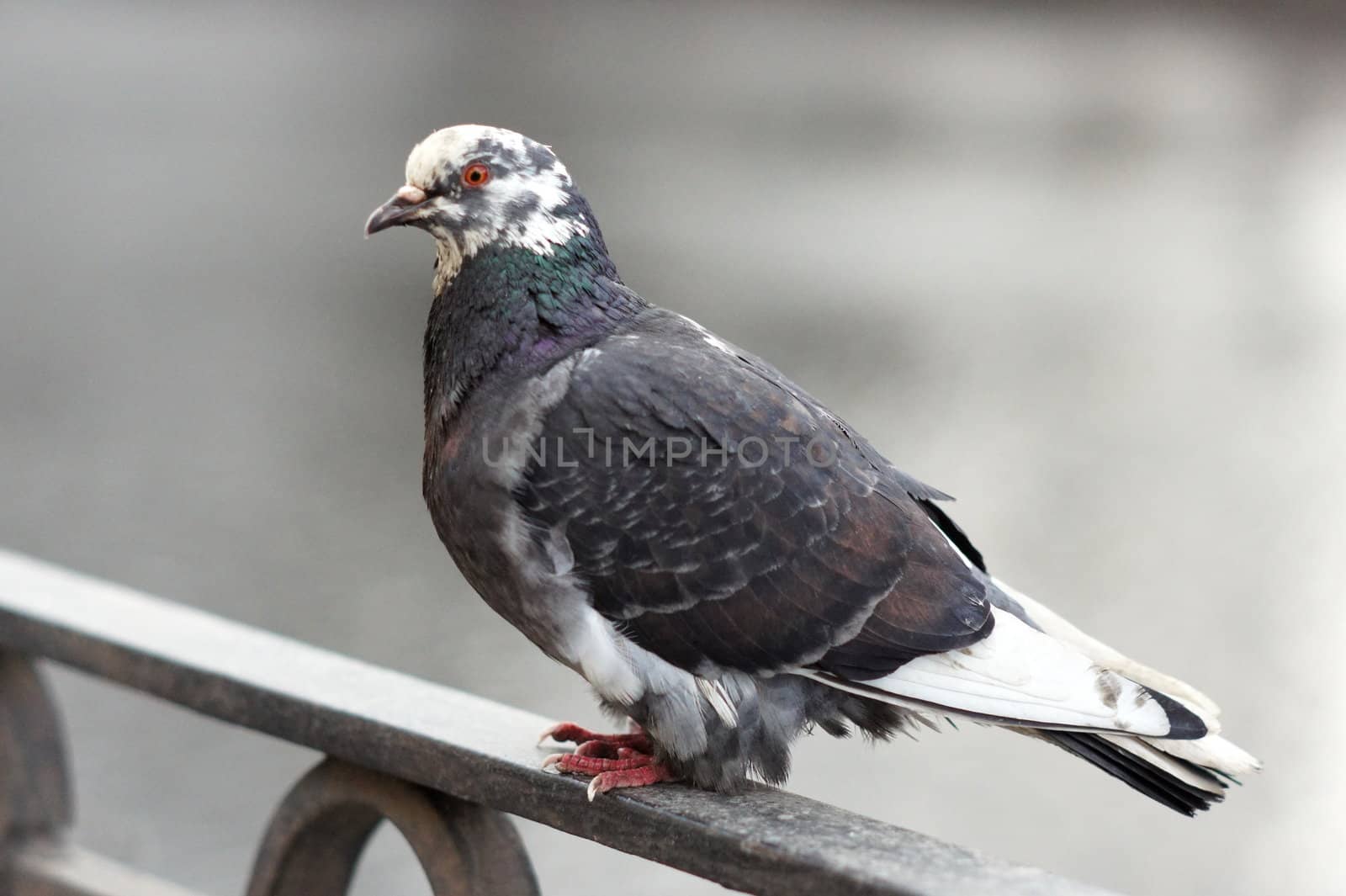One dove sitting on the railing