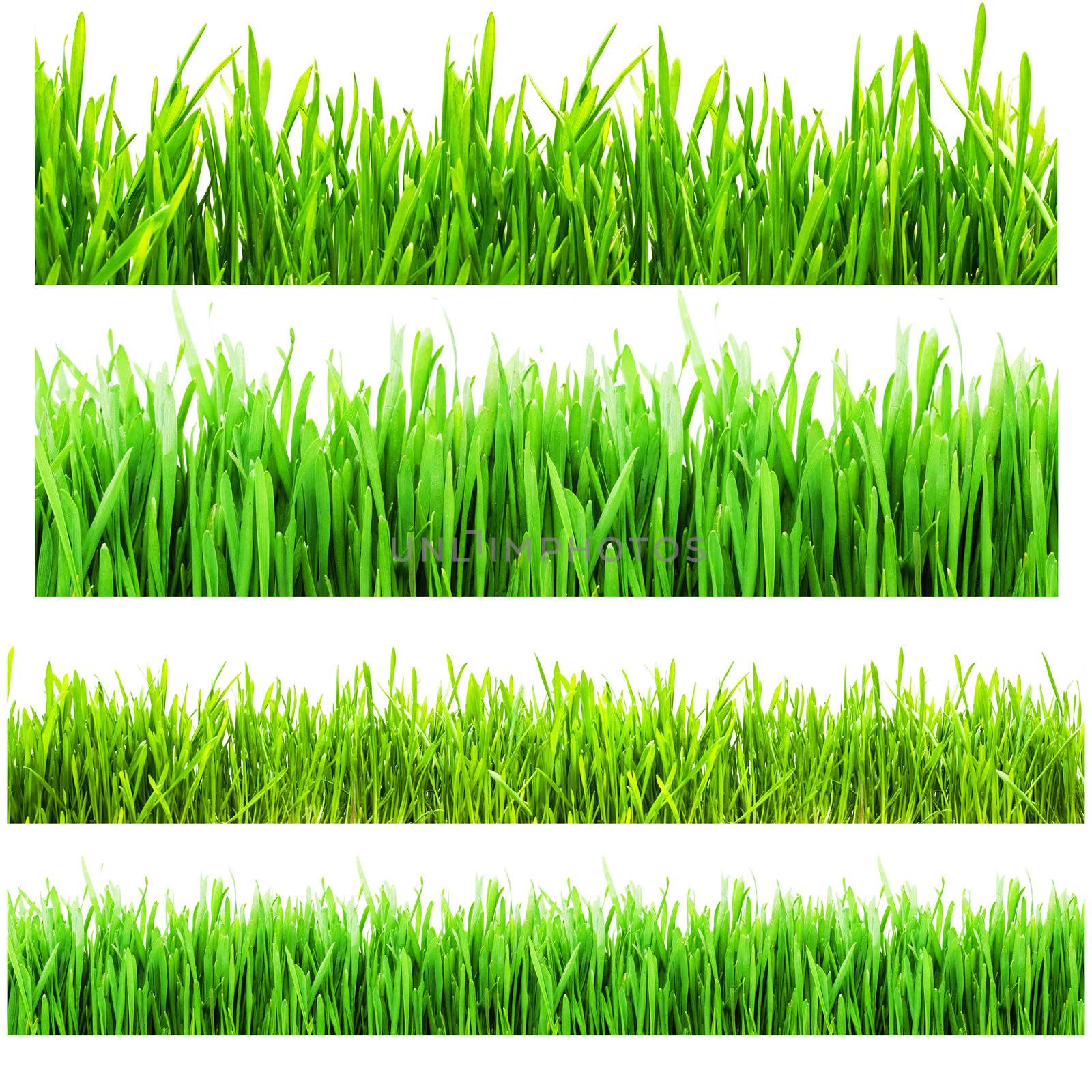 Four types of green grass isolated on a white background
