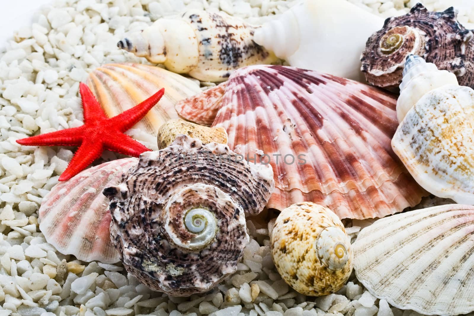 Tropical shells on white sand