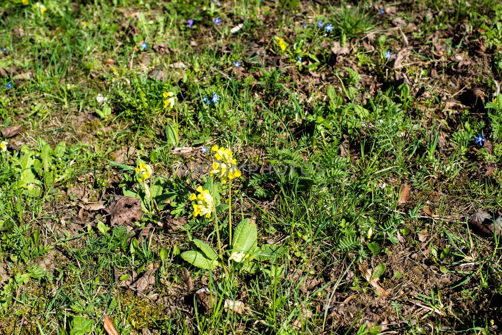 Spring meadow with Cowslips and dry leaves left over from autumn and winter