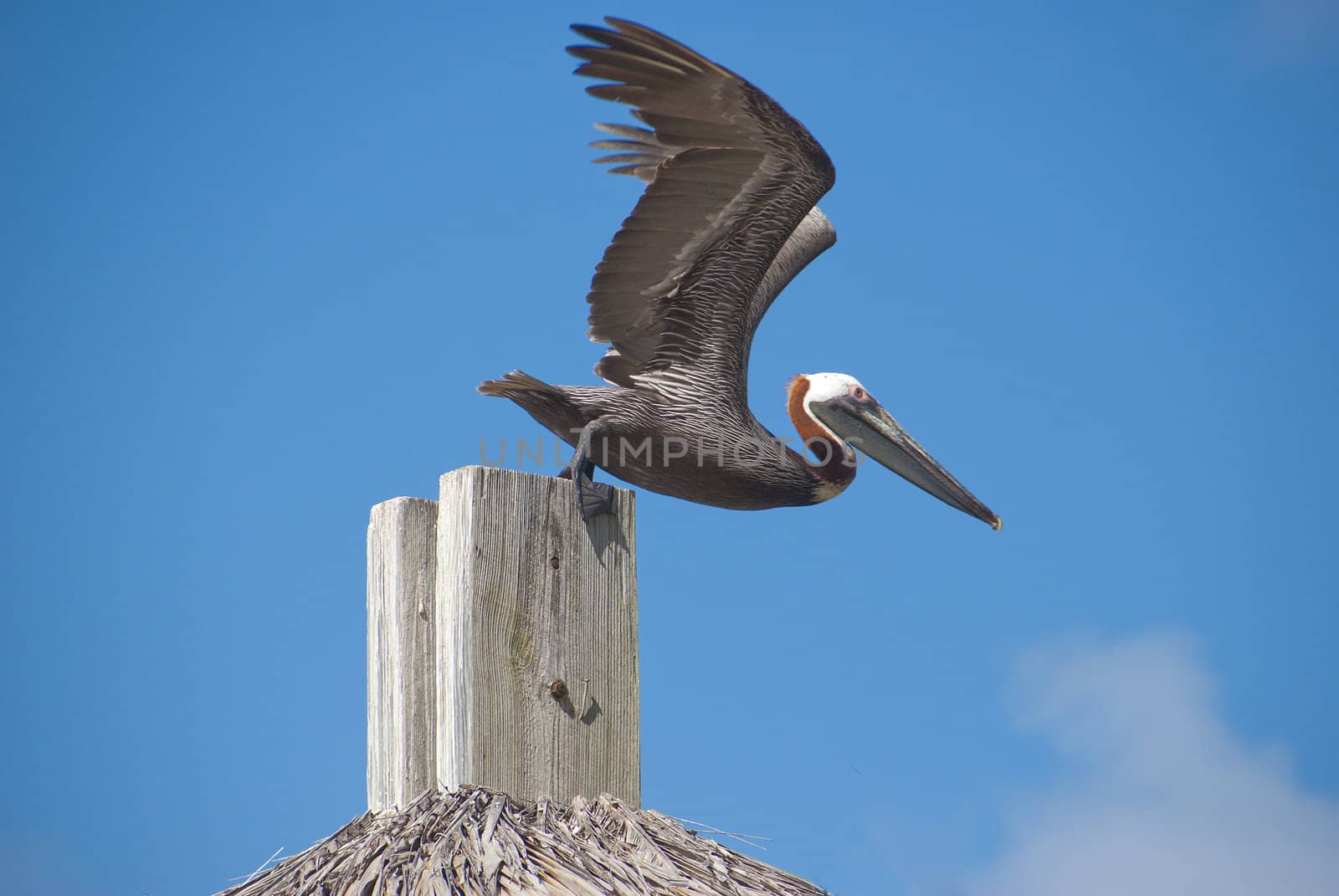 Pelican about to take off by f/2sumicron