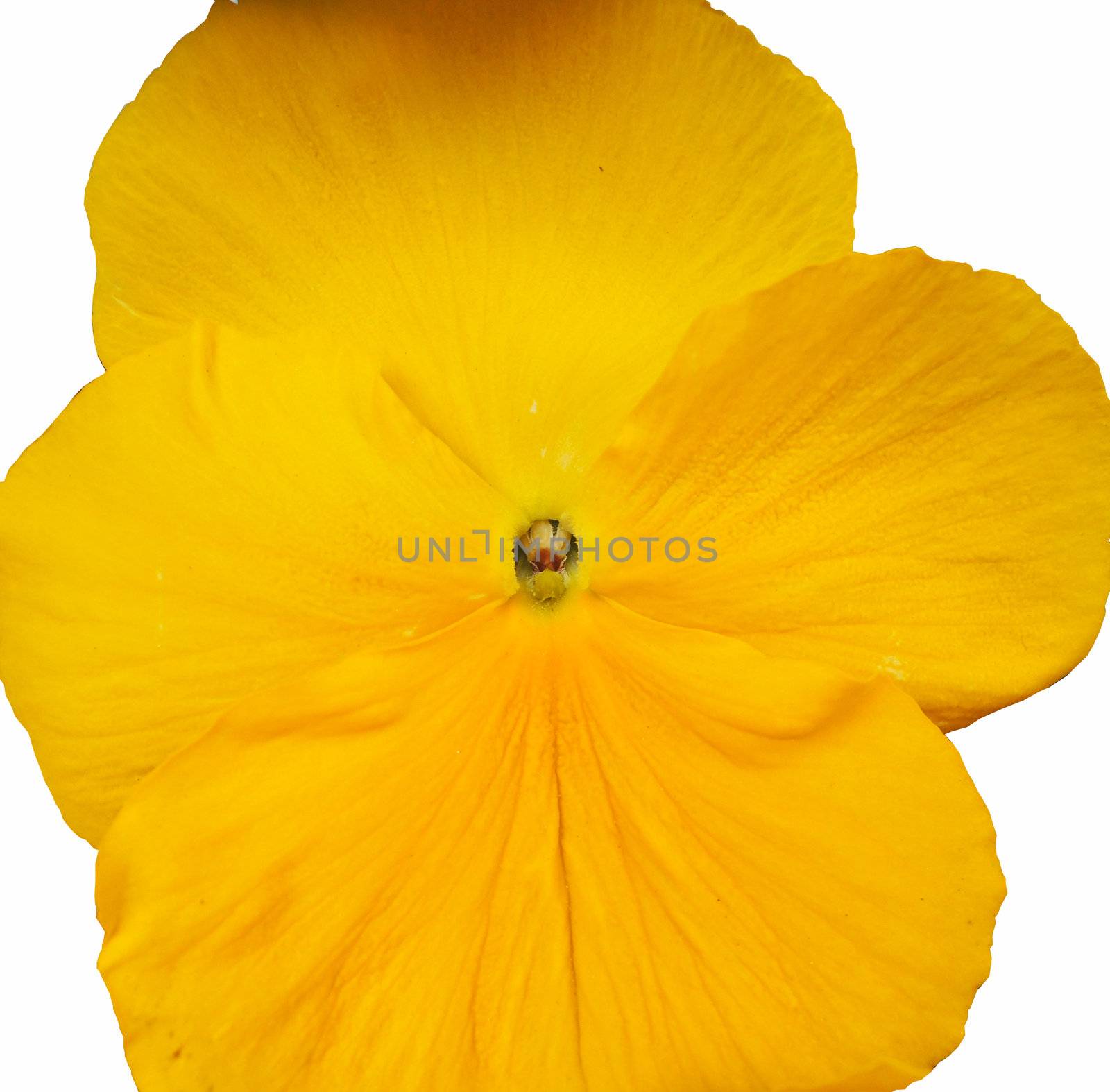 Pansy flower isolated on white by MalyDesigner