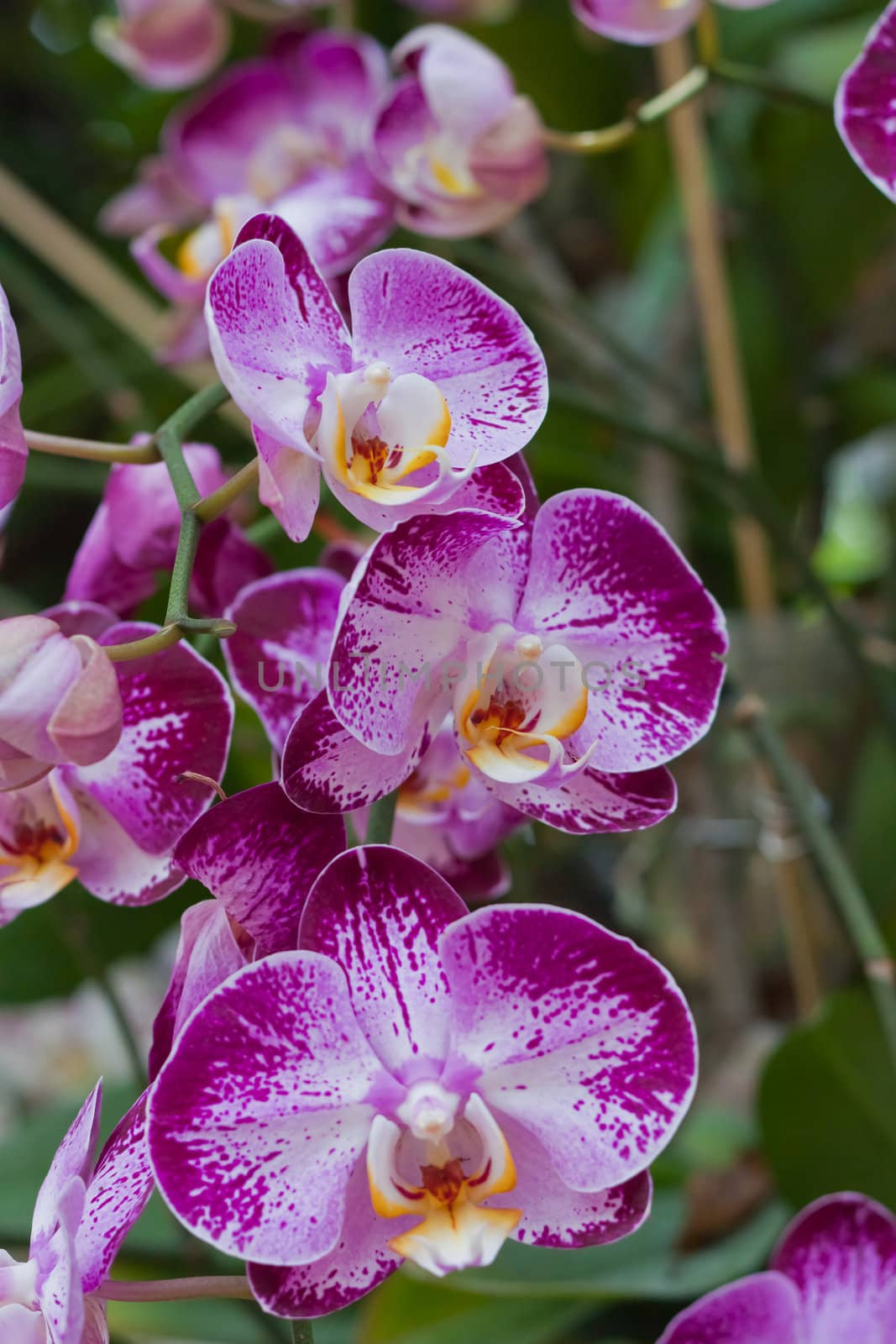 Beautiful orchid