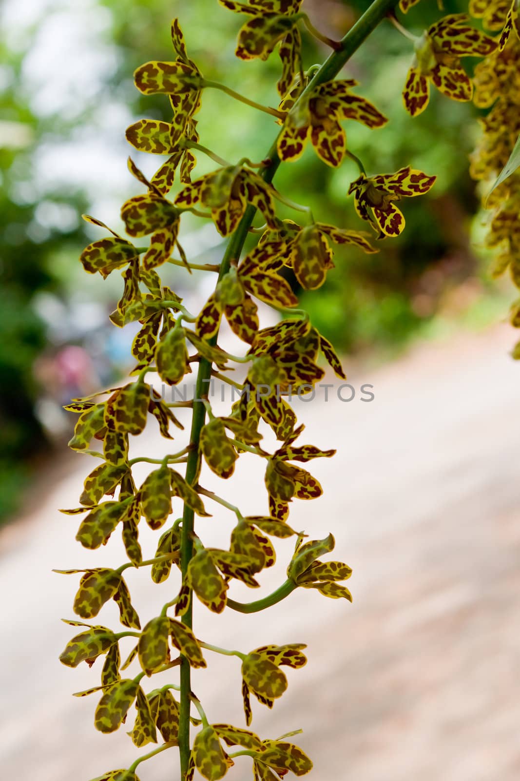 Beautiful orchid  by nikky1972