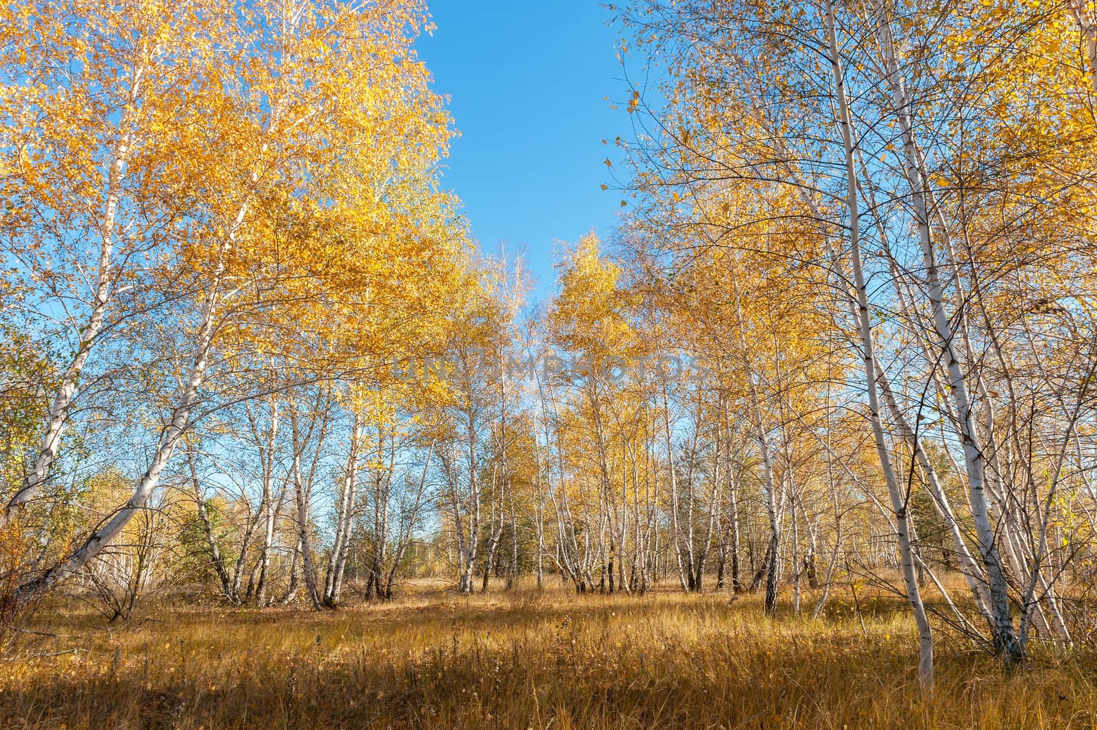 Autumn landscape with birch trees, blue sky and withered grass