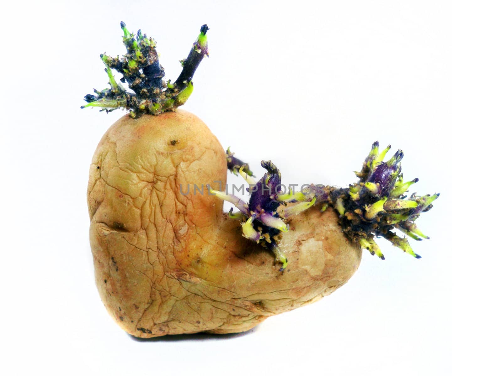 potato sprouts isolated on white background