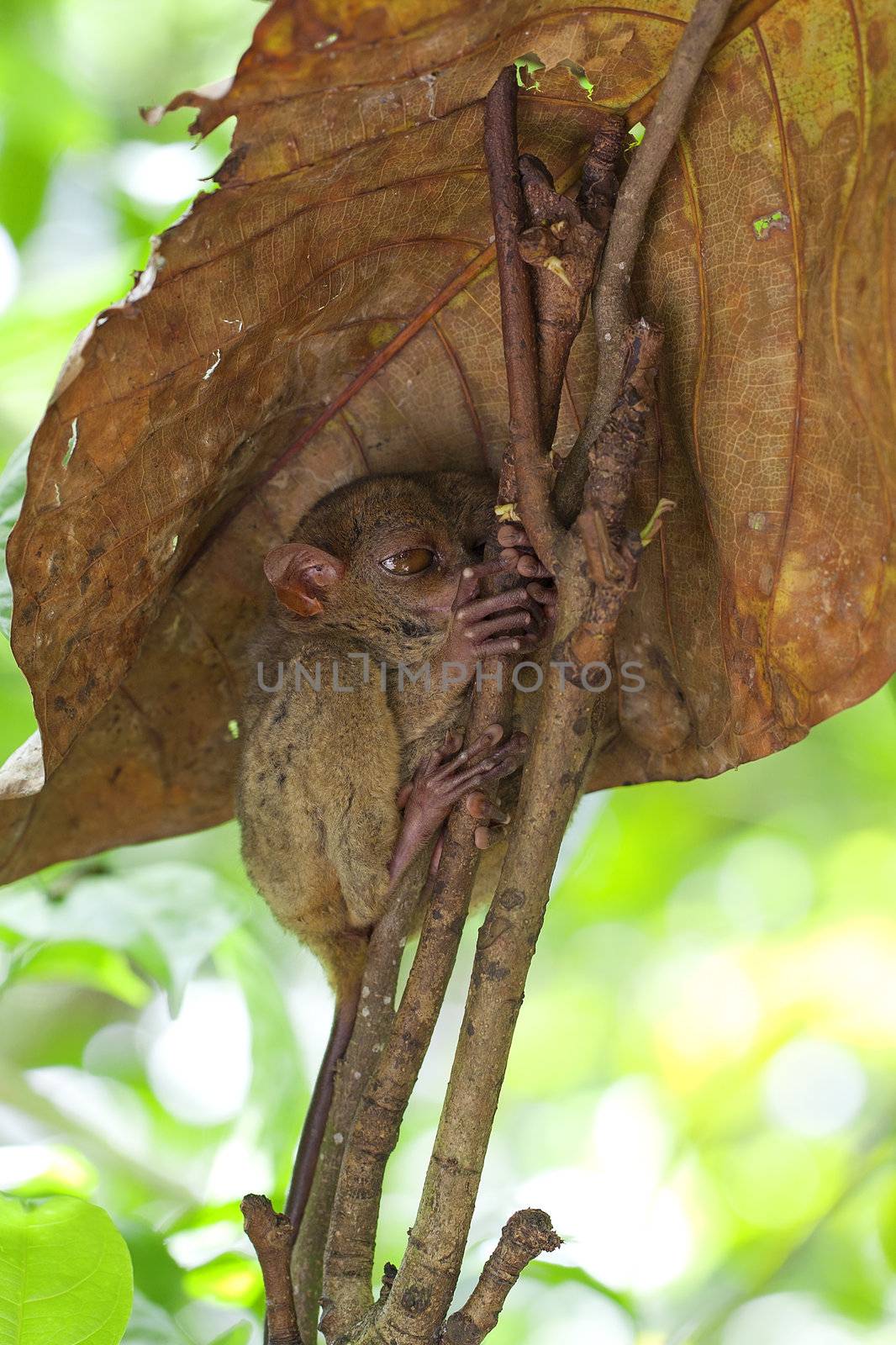 Tarsier sitting in a tree in Bohol, Philippines
