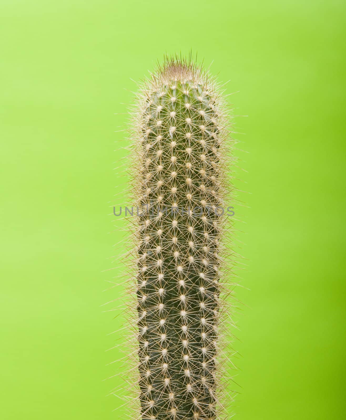 Cactus in fron of green background