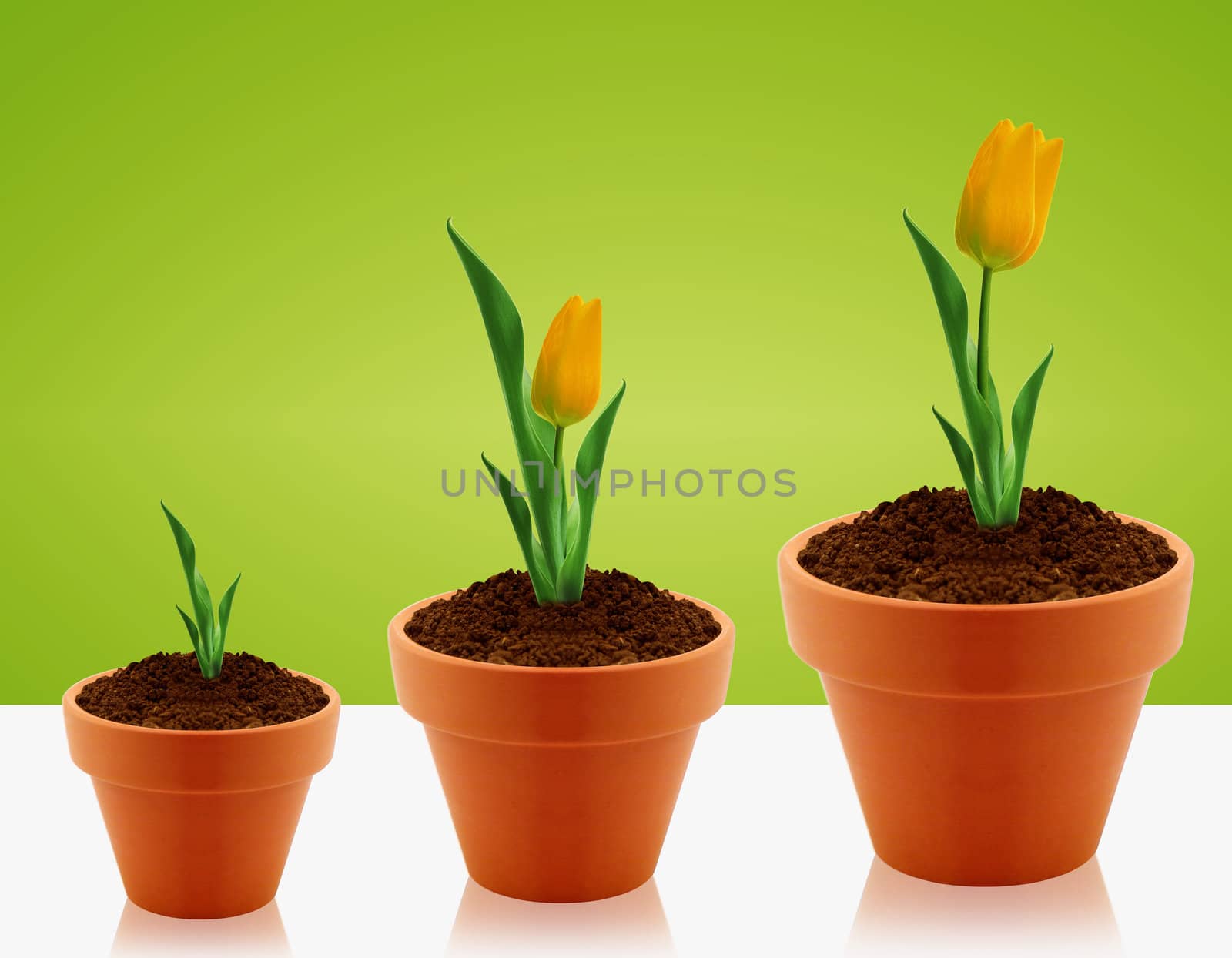 Yellow Tulips growing in three levels in clay garding pot.