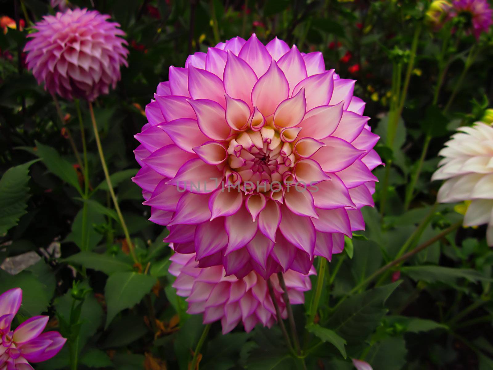 Purple And White Dahlia by llyr8