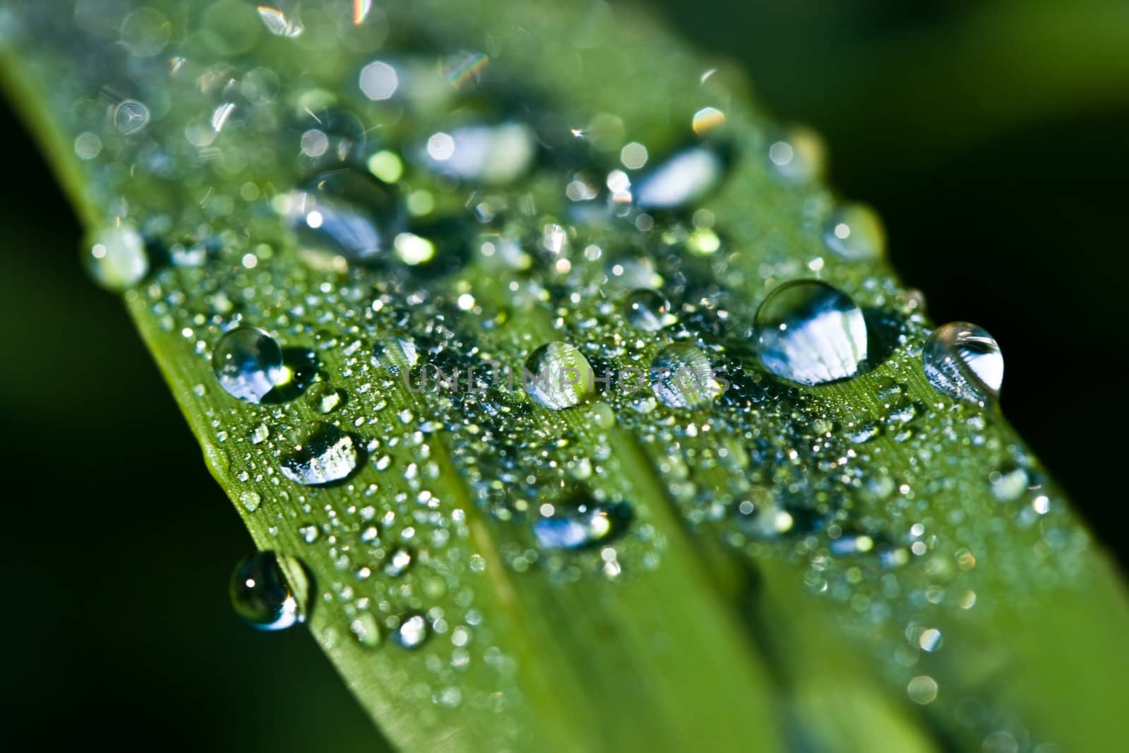 Close up view of the dew water drops on a plant