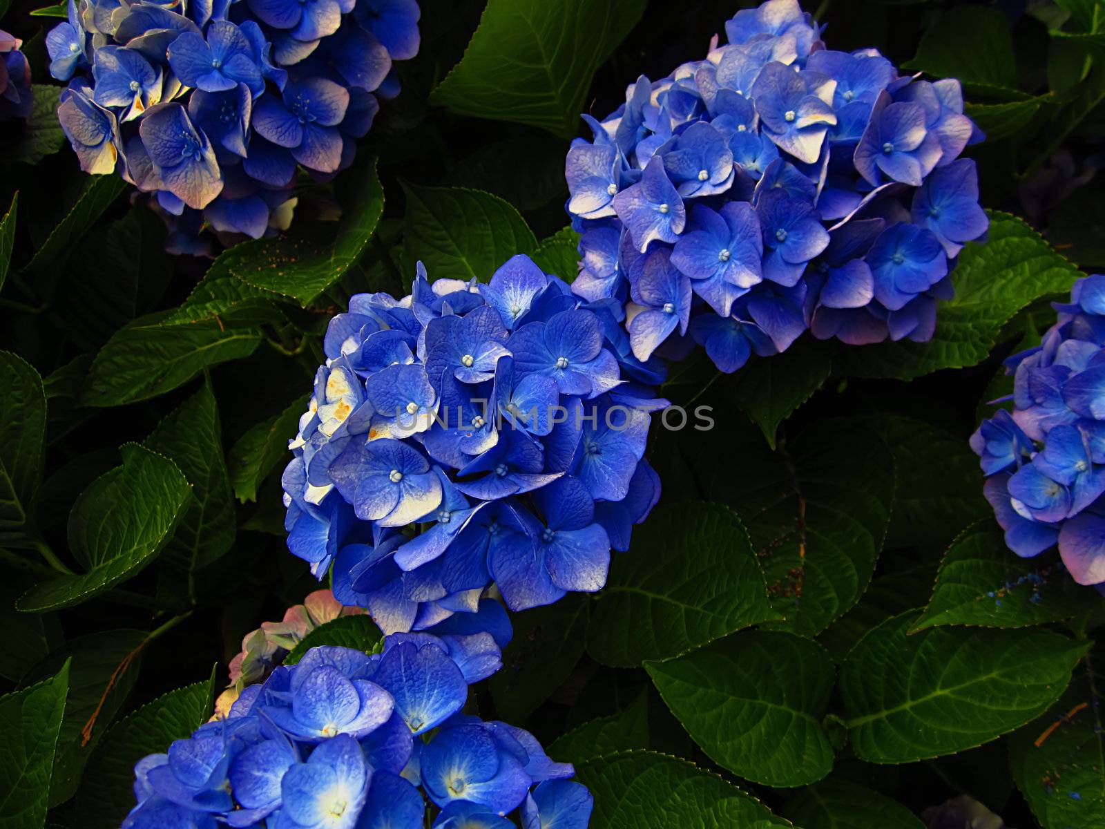 Bigleaf Hydrangea (Latin Name: Hydrangea macrophylla) is native to Japan but is cultivated in many parts of the world. Its blossoms may be pink, blue, or purple.