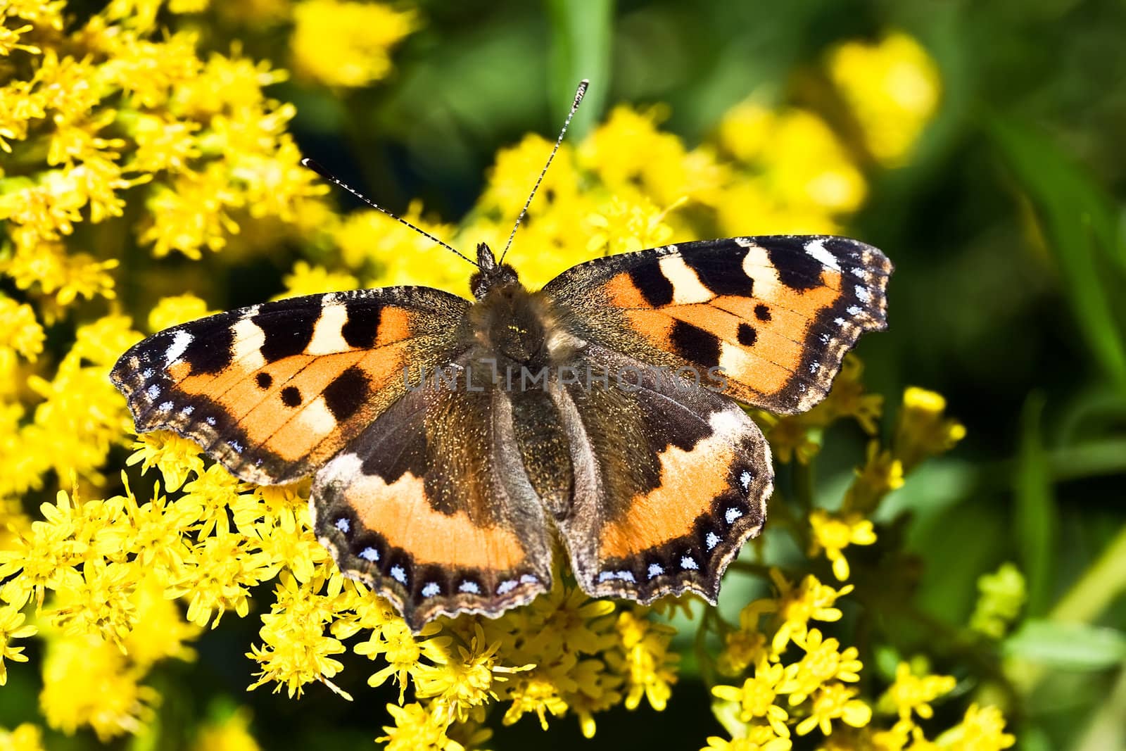 Beutiful butterfly on yellow flowers