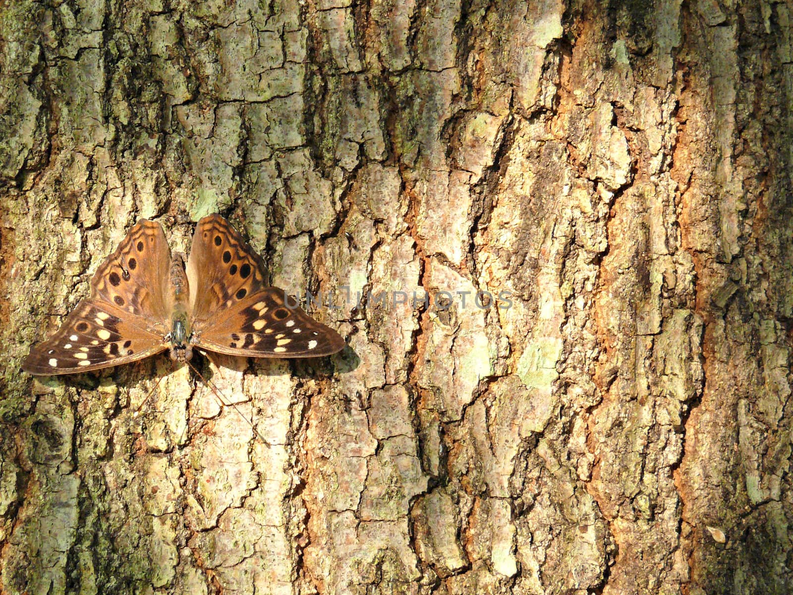 A Brown Monark Bbutterfly on the trunk of a tree