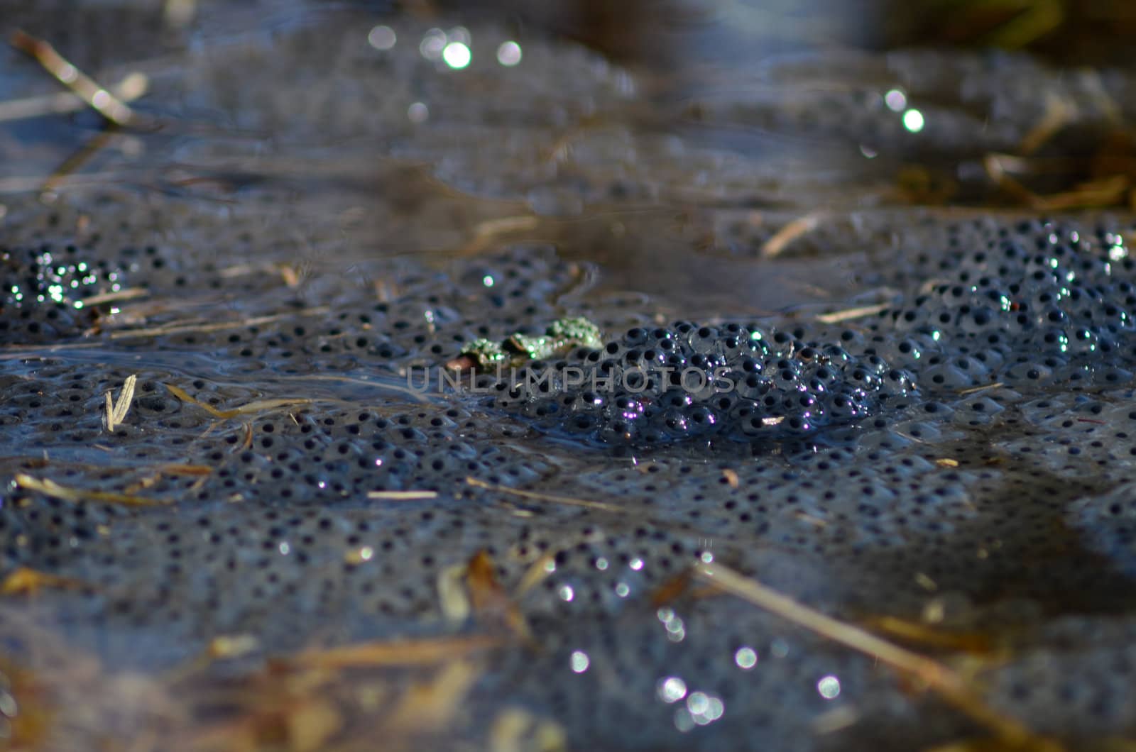 Close Up of some frog spawn in water