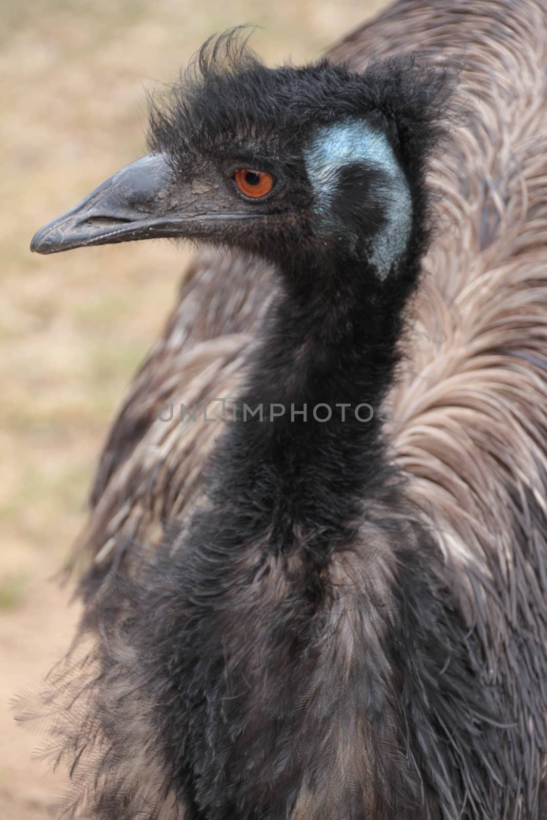 Profile head shot of an Australian Emu