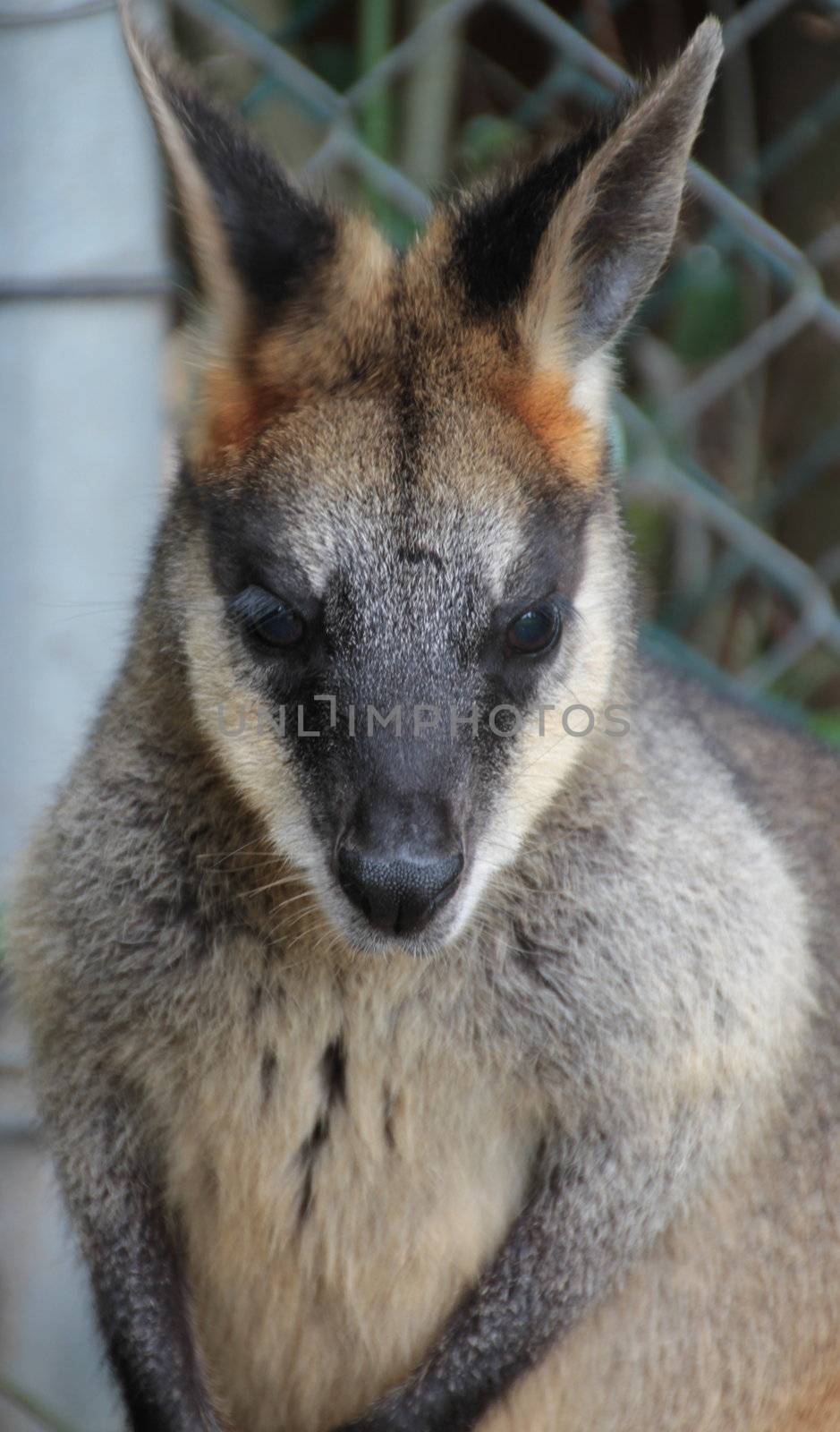 Frontal head shot of a small Australian Wallaby