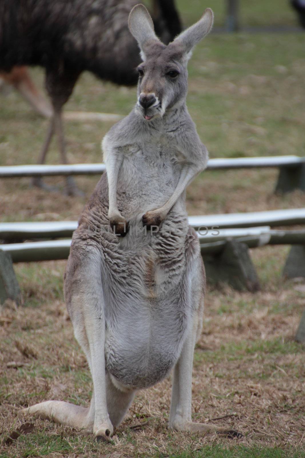 Australian Grey Kangaroo by KirbyWalkerPhotos