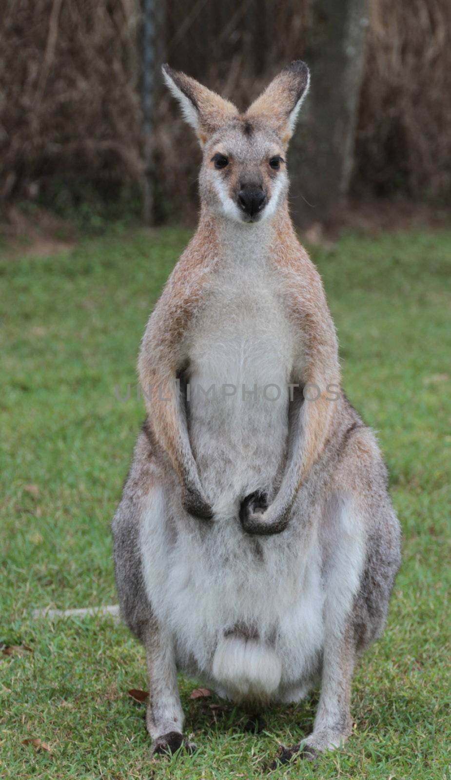 Small Australian Wallaby by KirbyWalkerPhotos