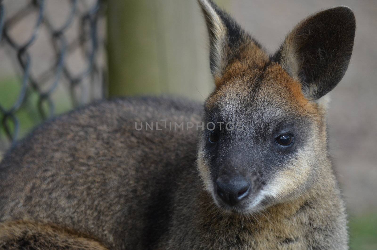 Half body side profile with close up of face of a small Australian Wallaby