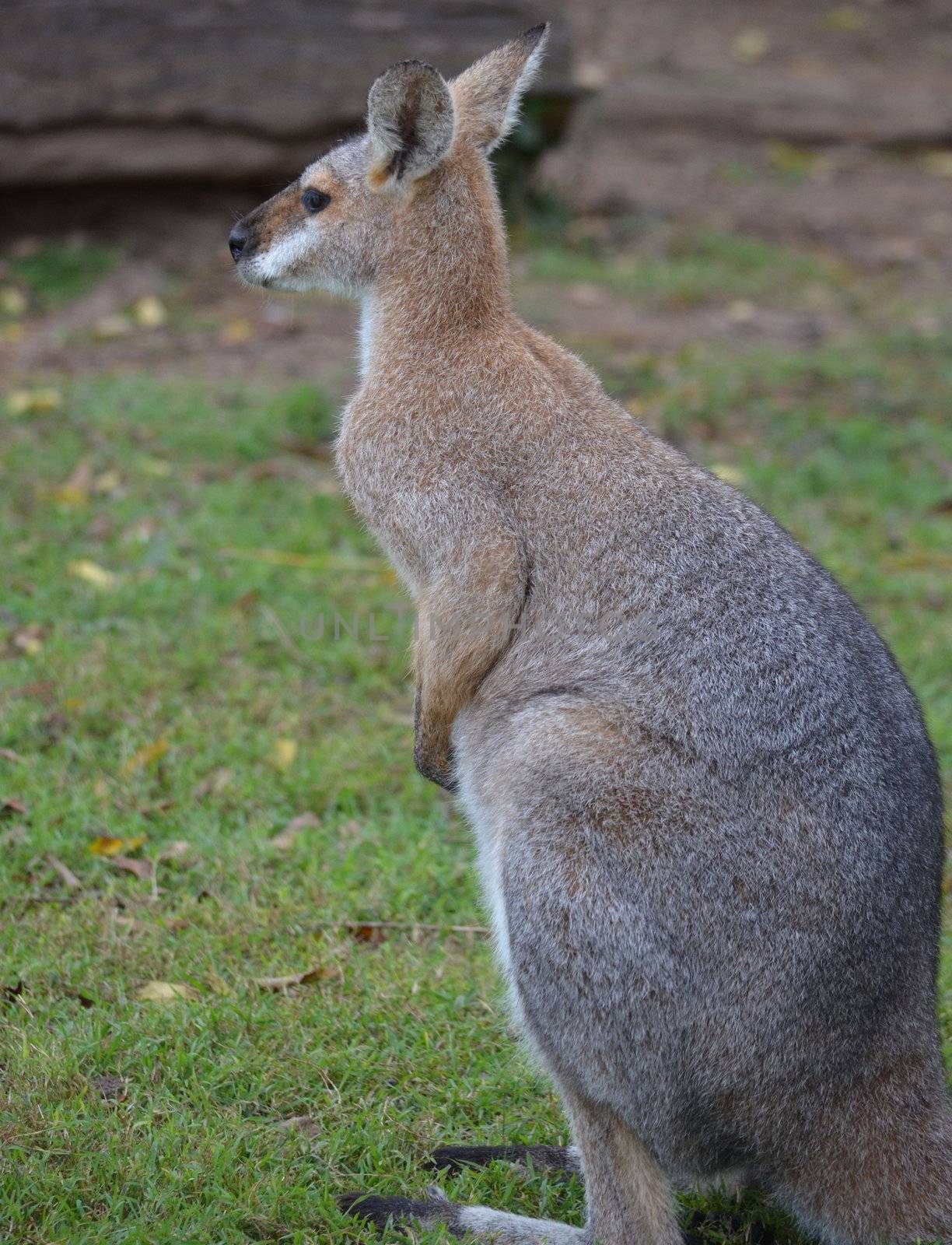 Side profile shot of a small Australian Wallaby