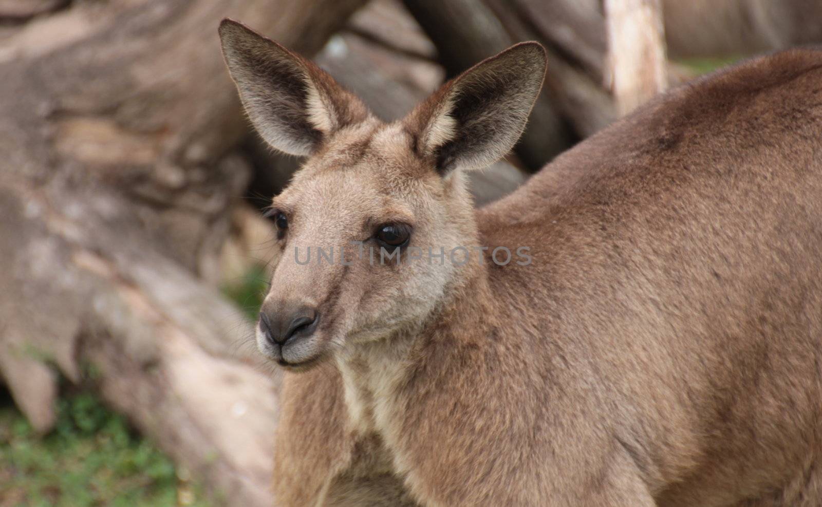 Side profile head shot of an Australian Kangaroo