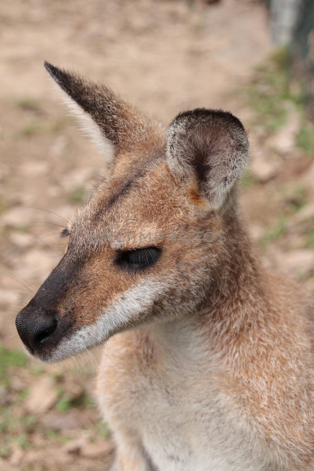 Profile head shot of a small Australian Wallaby