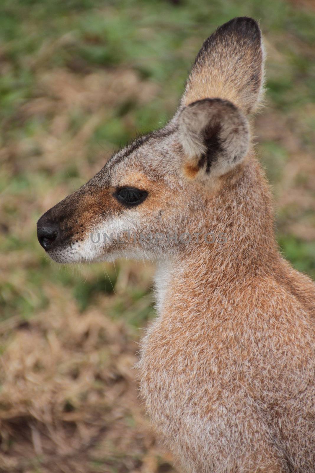 Small Australian Wallaby by KirbyWalkerPhotos